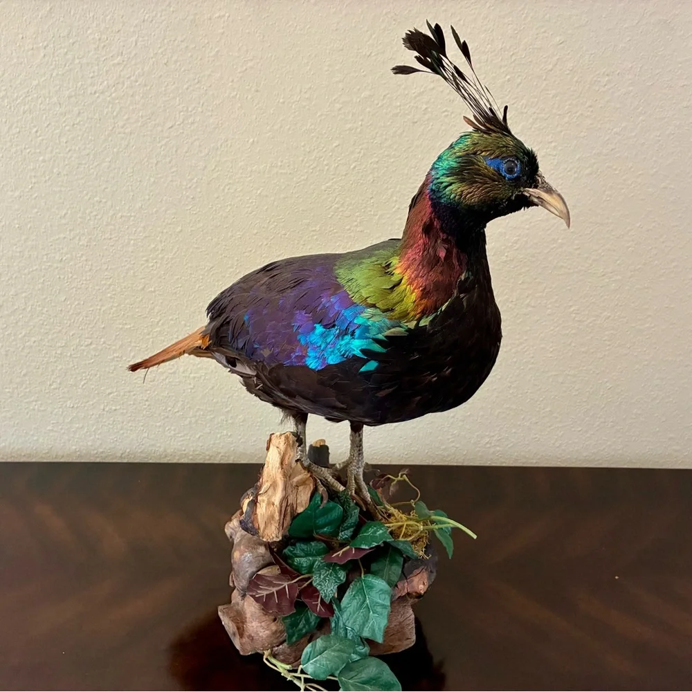 Himalayan Monal Pheasant Mount Extremely Rare